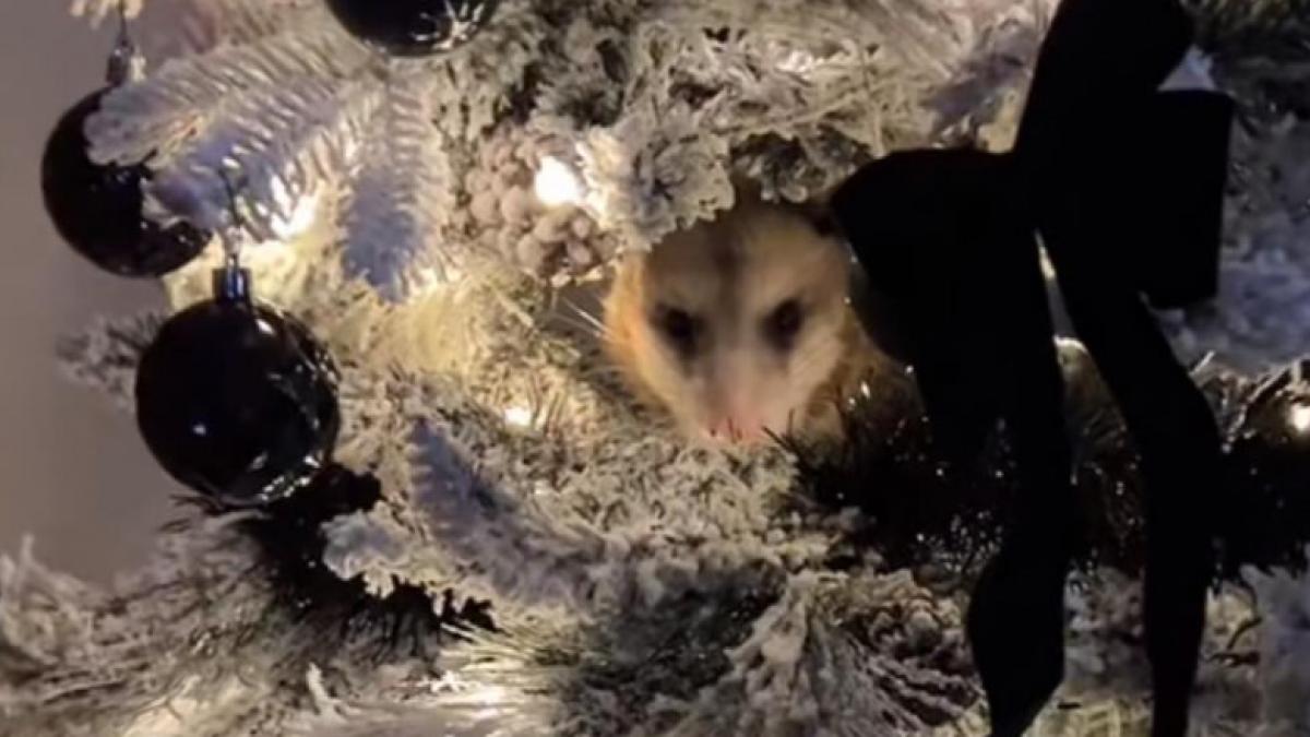 oposum-in-brad_50443900