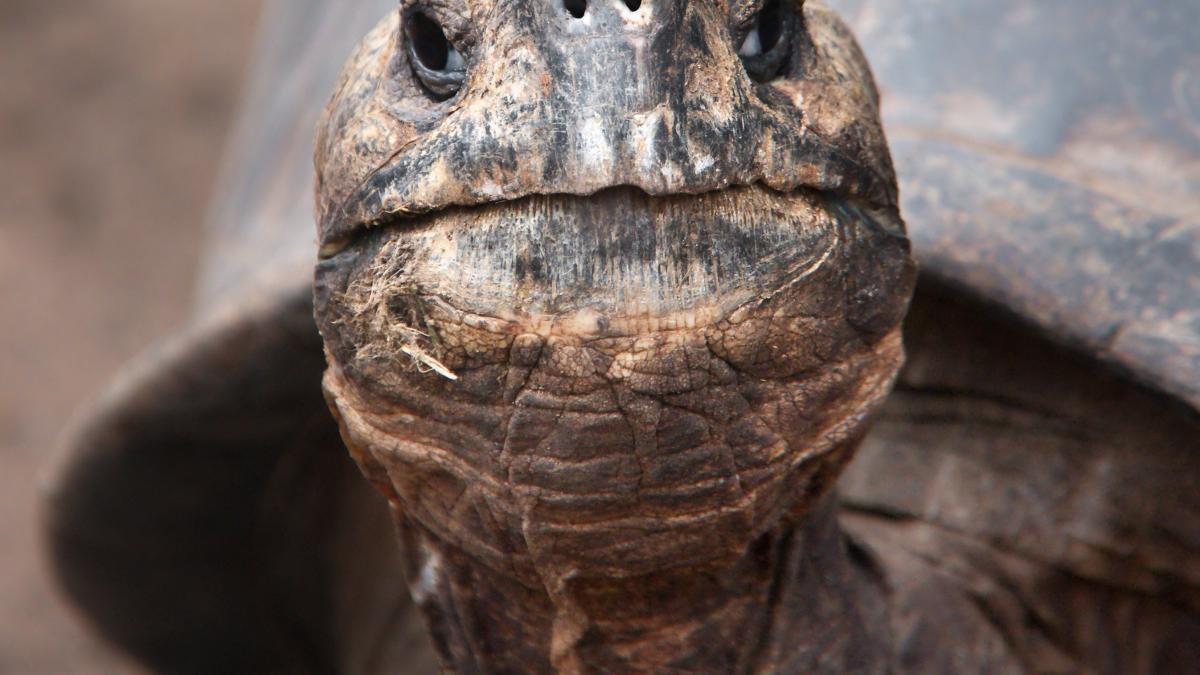 testoasa-batrana_98250600