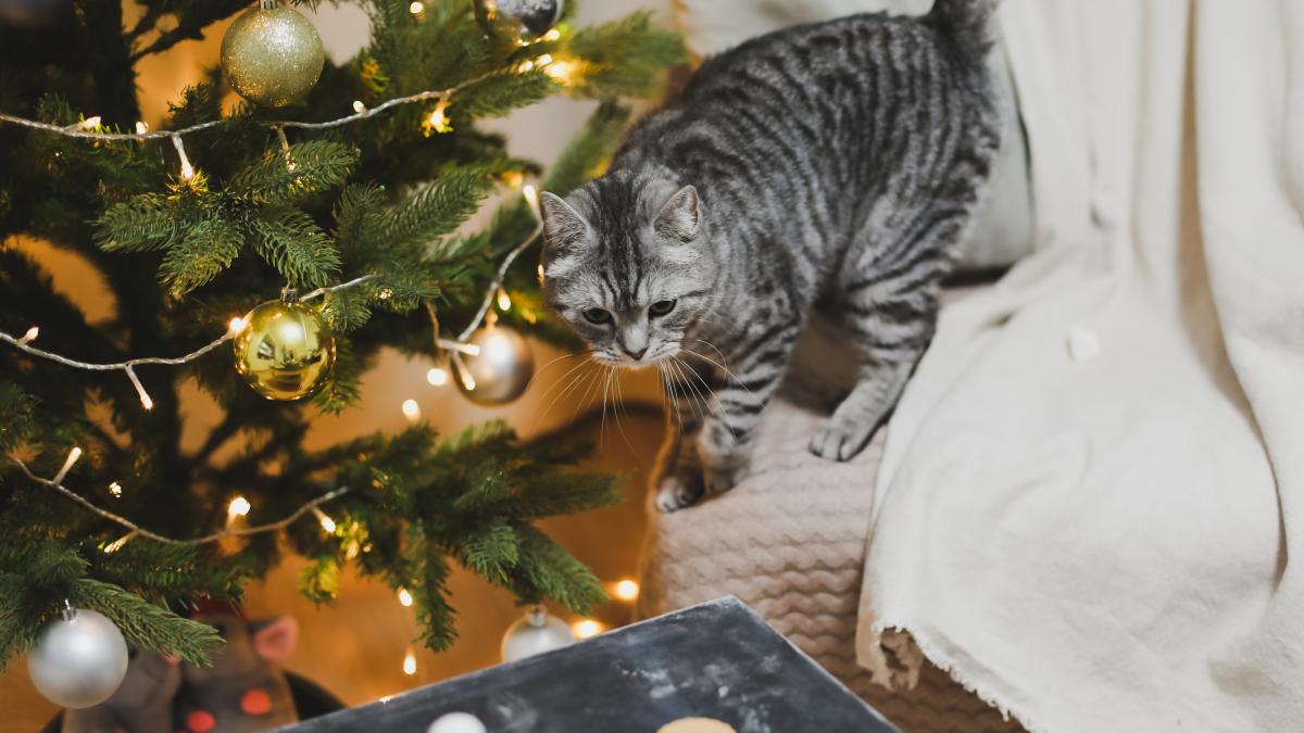 condimentul-care-tine-pisica-departe-de-bradul-de-craciun_36173800