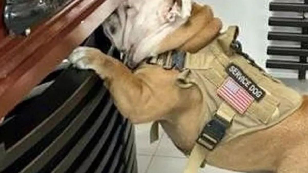 caine-inmormantare_62122700