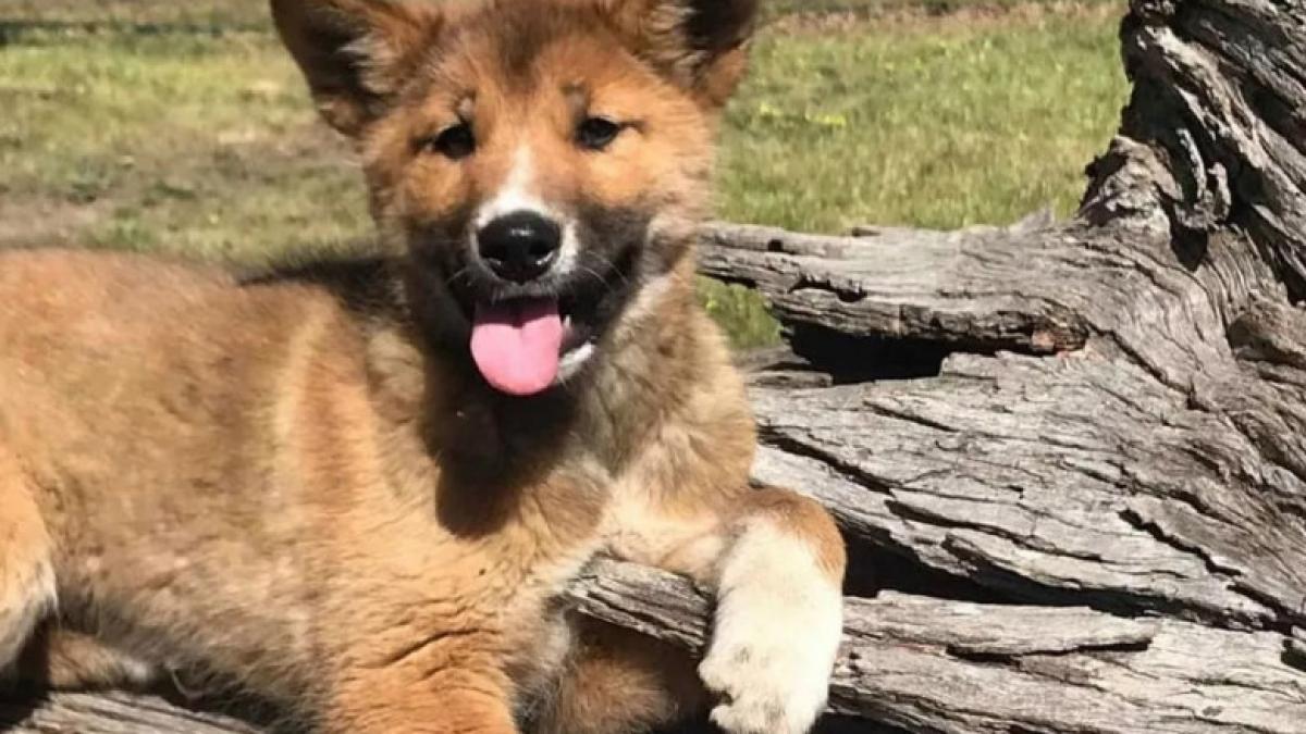 pui-de-caine_81206600