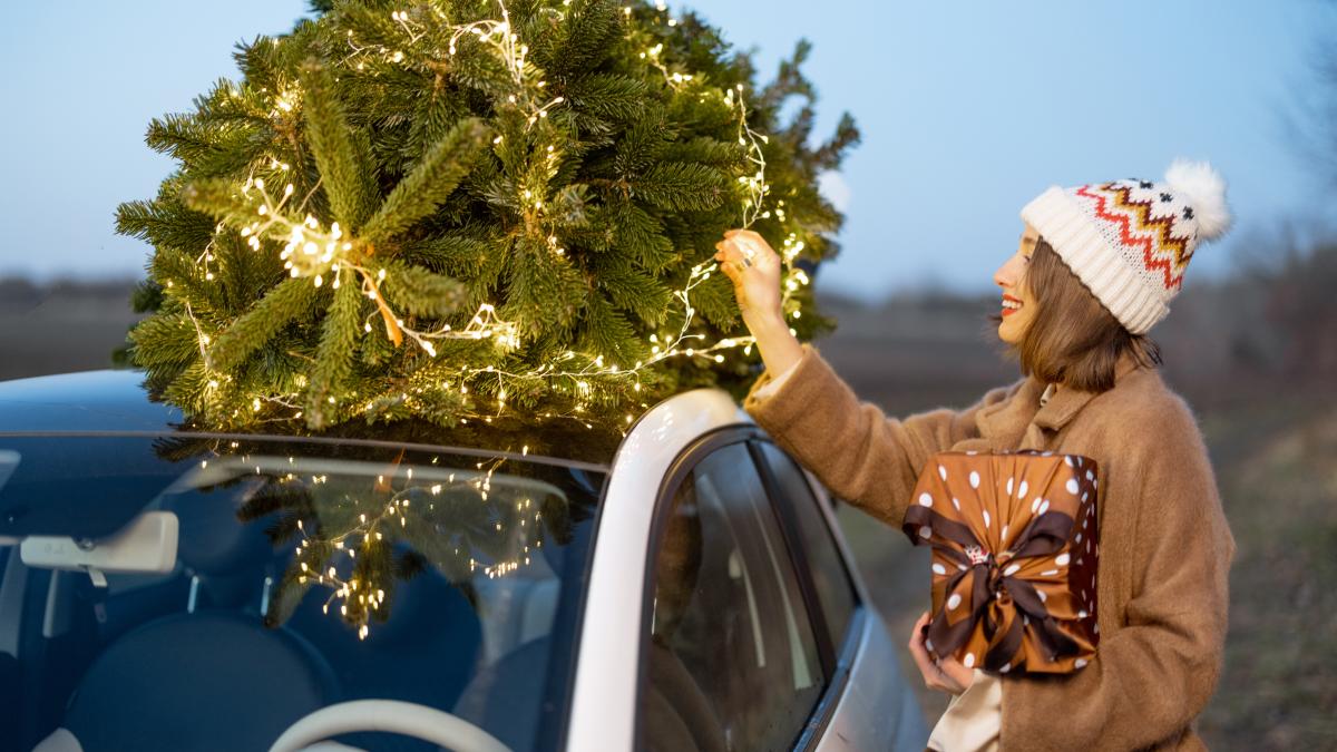 brad-pe-masina_97406700