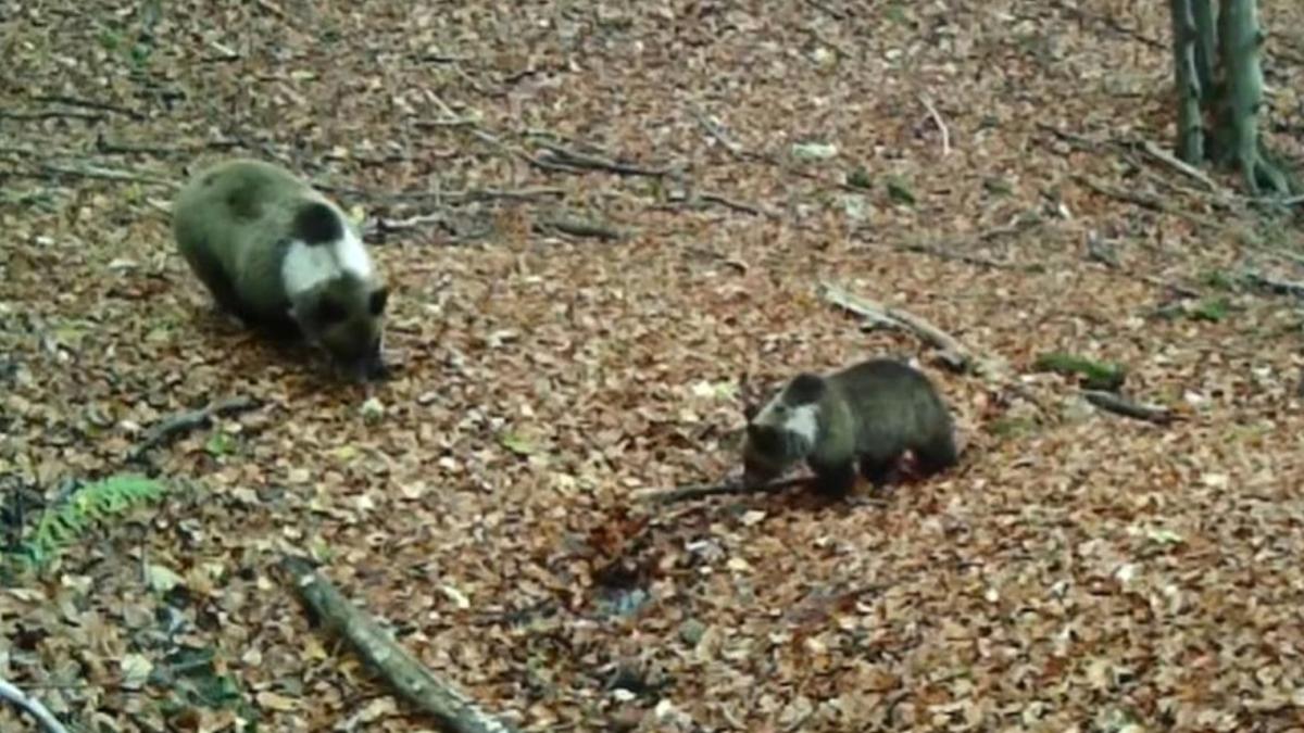 urs-cu-guler-alb_98214100