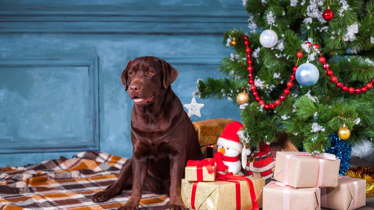 cadouri-pentru-animale_16975900