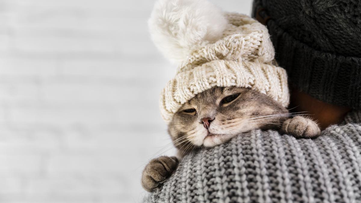 pisica-frig_52164600