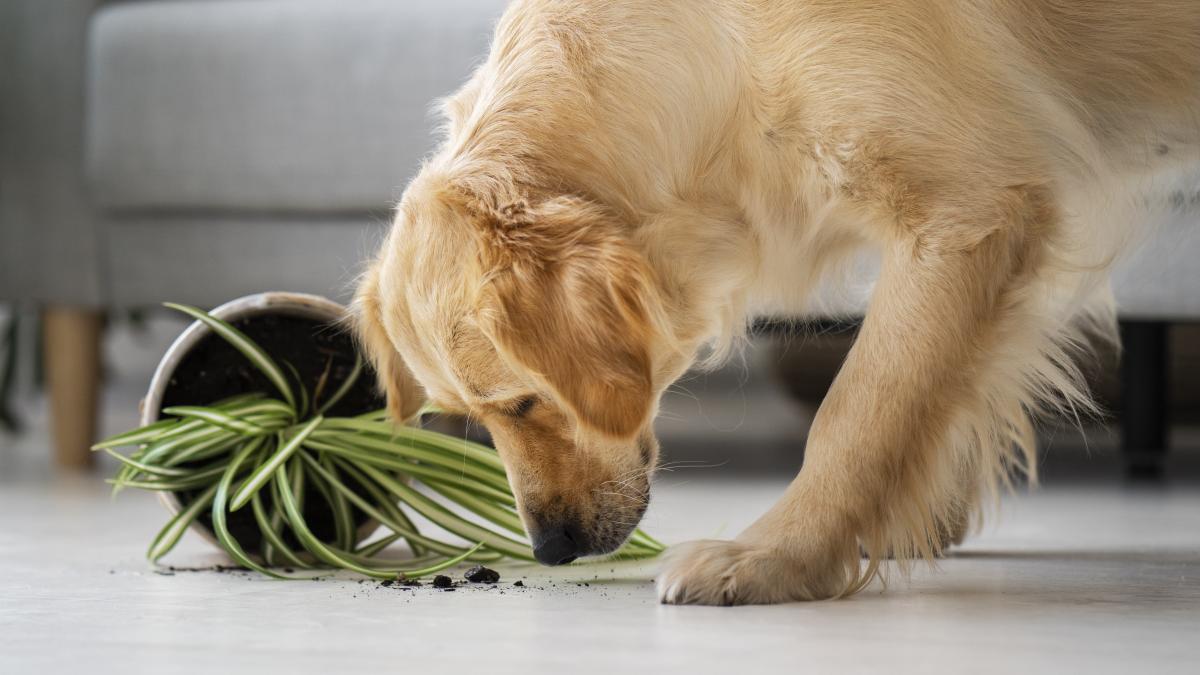 bad-dog-making-mess_23722000