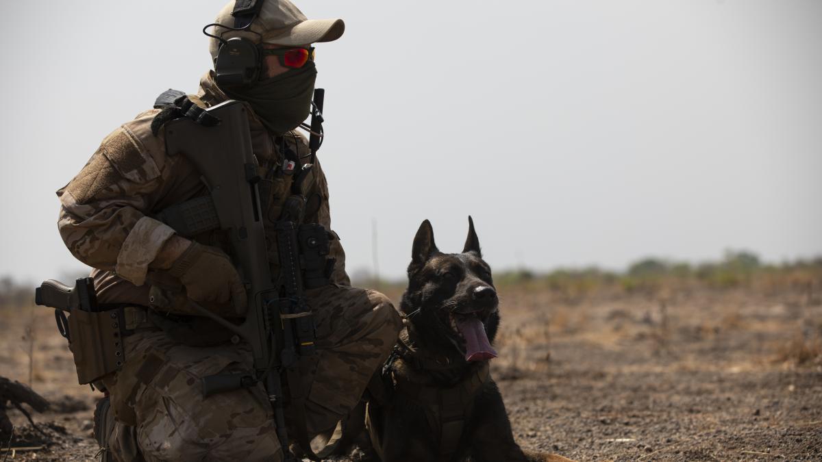 caine-de-razboi_77315800