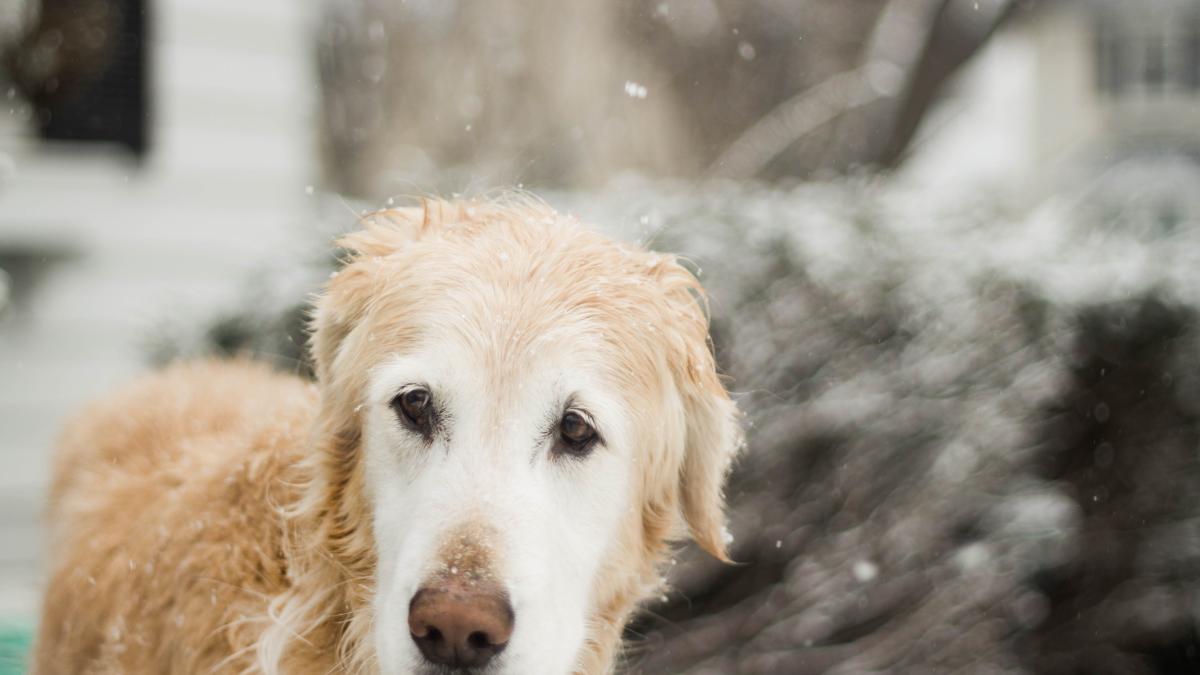 caine-3pexels-kristin-vogt-54197_11734500