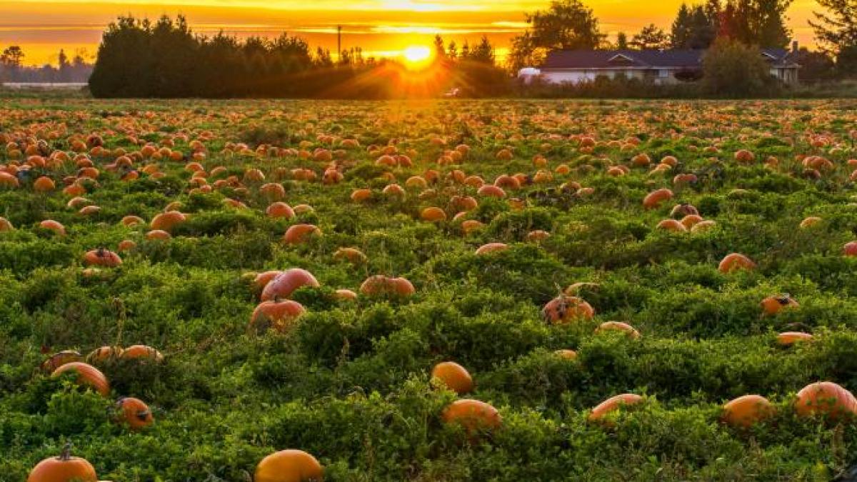 microsoft-a-cumparat-cu-76-mil--dolari-un-teren-evaluat-la-174-200-dolari-la-inceputul-anului_21002700