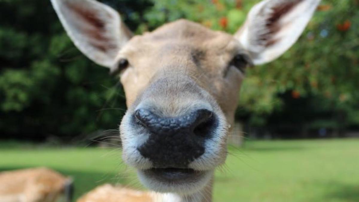 caprioara-ilustrativ-pxhere_99254400