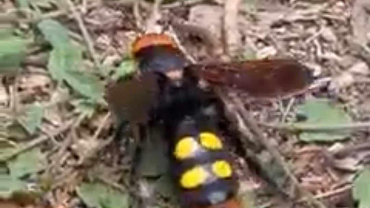 o-viespe-mamut--filmata-intr-un-parc-din-capitala--cat-de-periculoasa-este-insecta_26775000