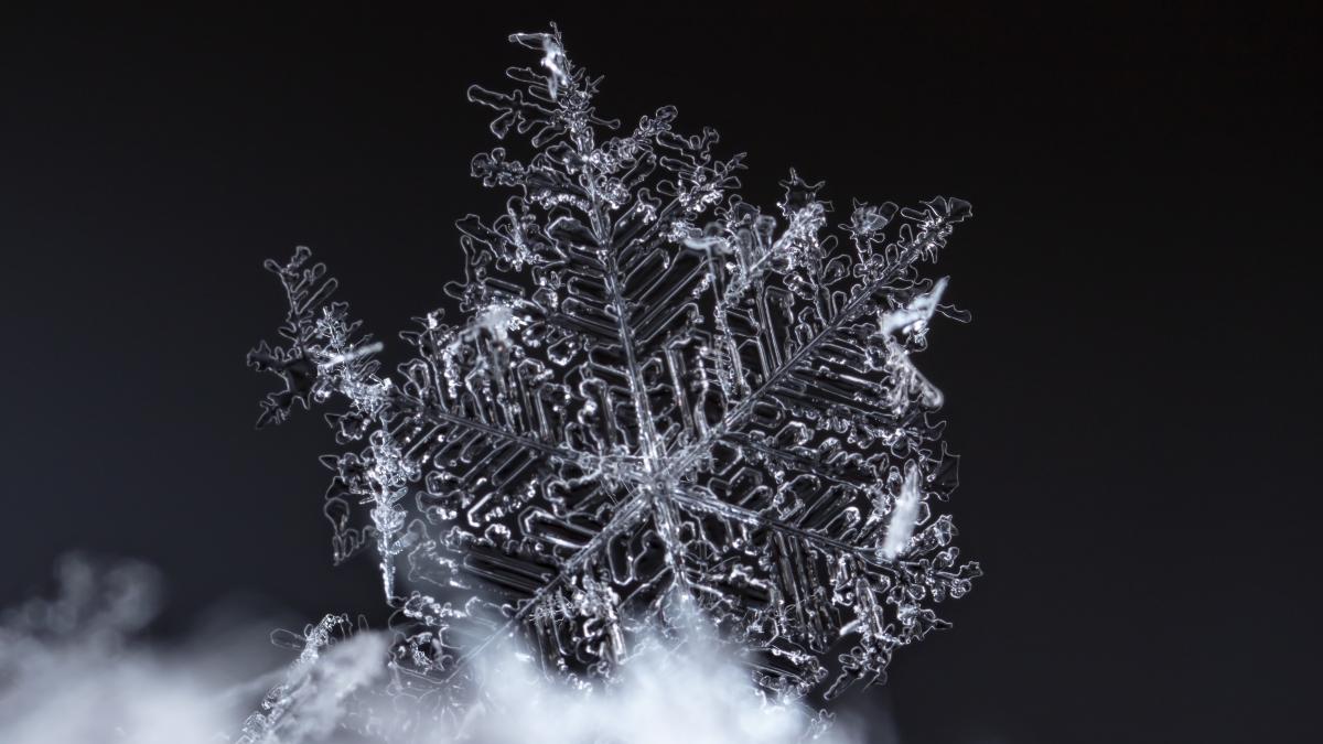 fulg-de-nea_00056000