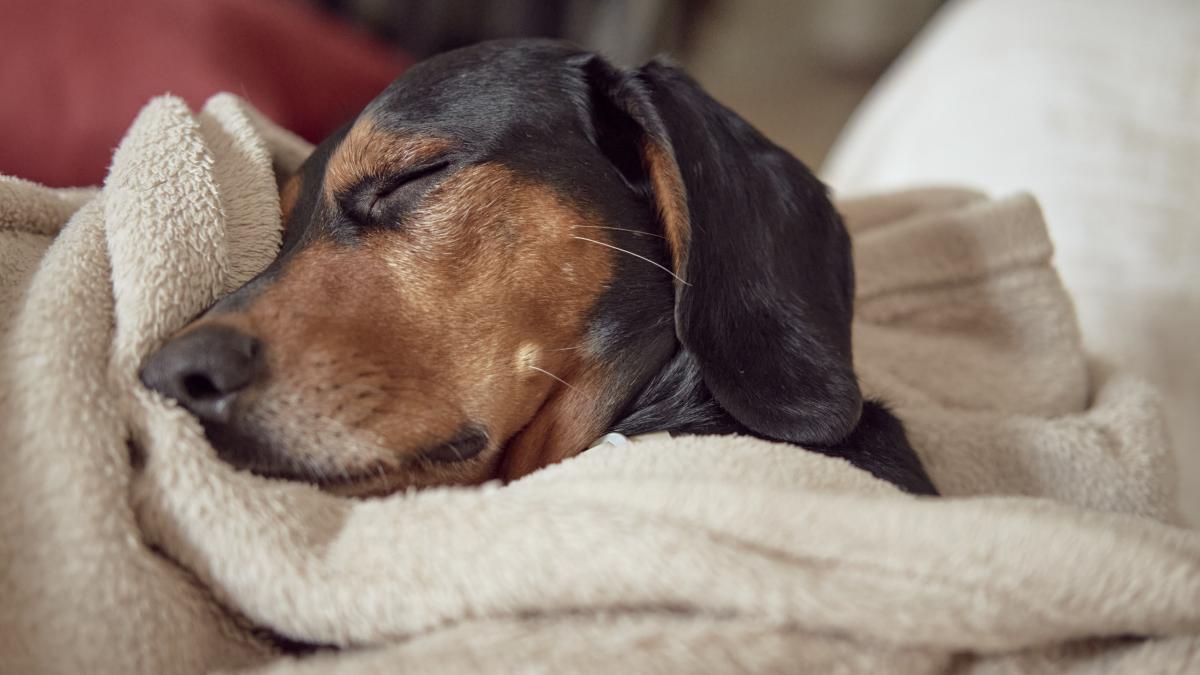 caine-dormind_89751600