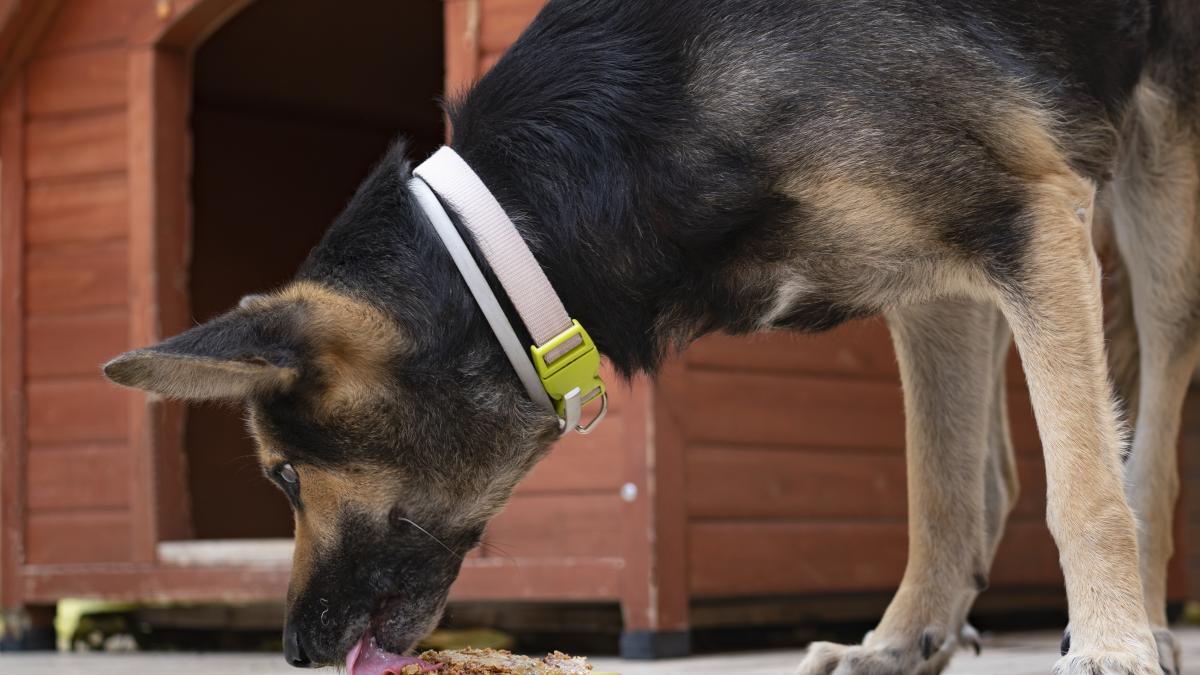 caine-sarmale_51534200