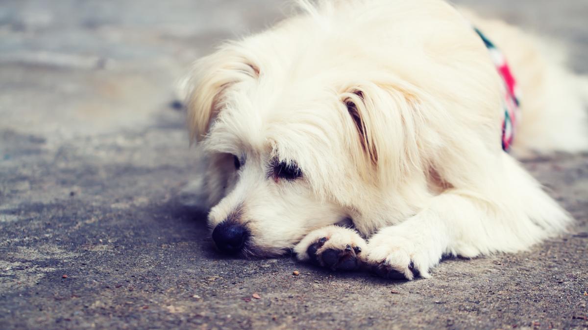 ce-faci-daca-ai-gasit-un-caine-sau-l-ai-pierdut-pe-al-tau--la-cine-apelezi--pasii-vitali_67859600