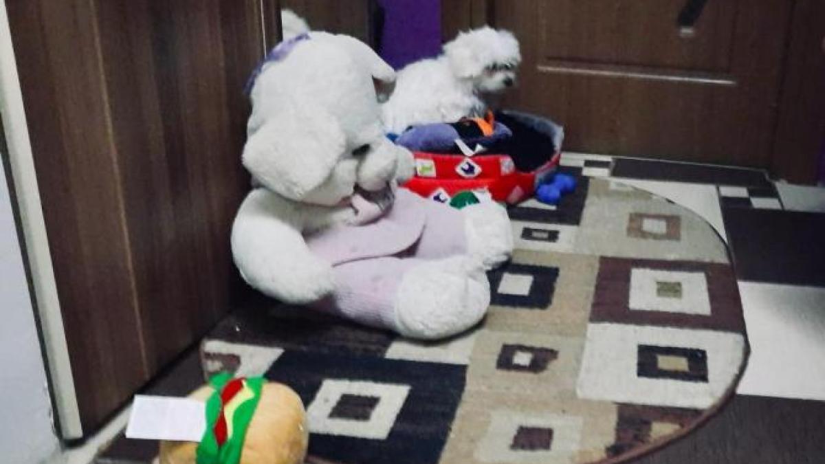 catel-petarde-2_30679700