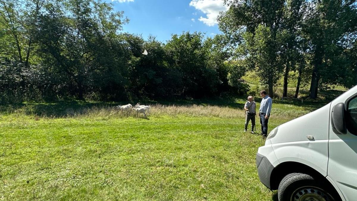 blajani-gelu-2_30423400