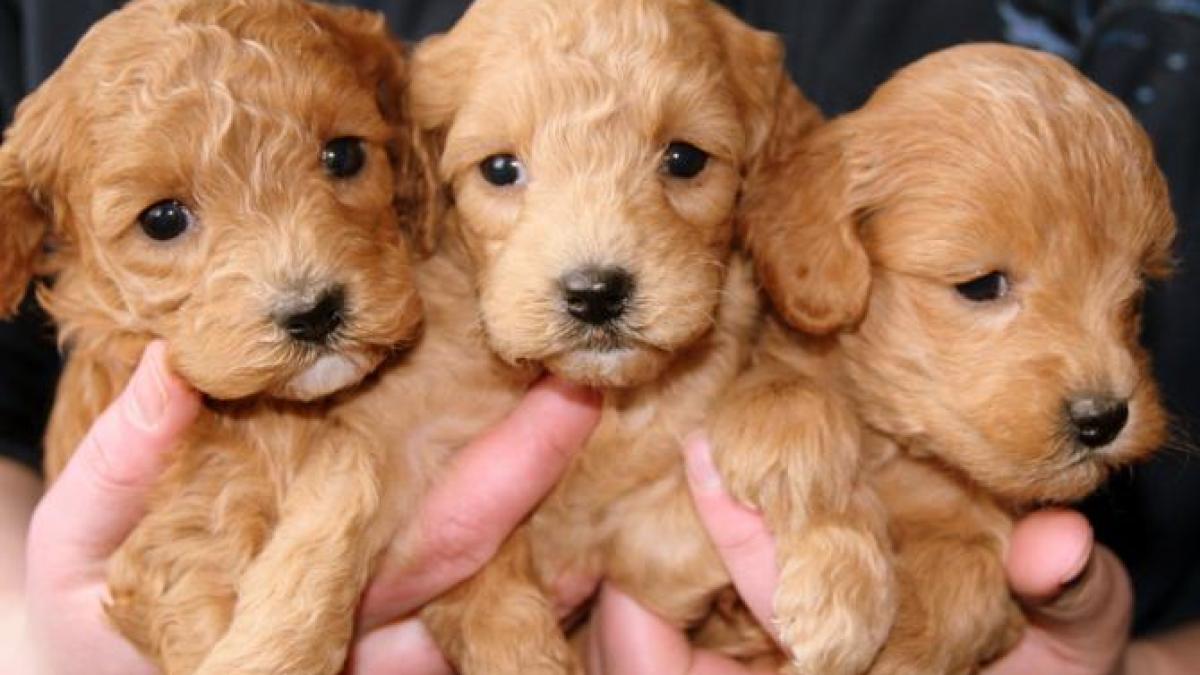 si-a-dat-casa-in-chirie-si-dupa-3-zile-a-gasit-o-distrusa-de-o-vanzatoare-de-caini--pretul-unui-catel-1-500-lire_92282300