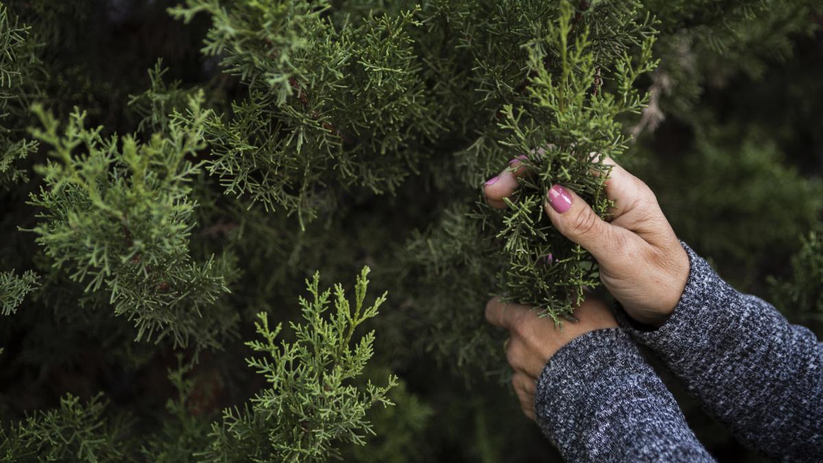 brazii-de-craciun--oferiti-pestilor-este-o-modalitate-de-a-inlocui-ceea-ce-s-a-pierdut--functioneaza-cu-adevarat_16968300