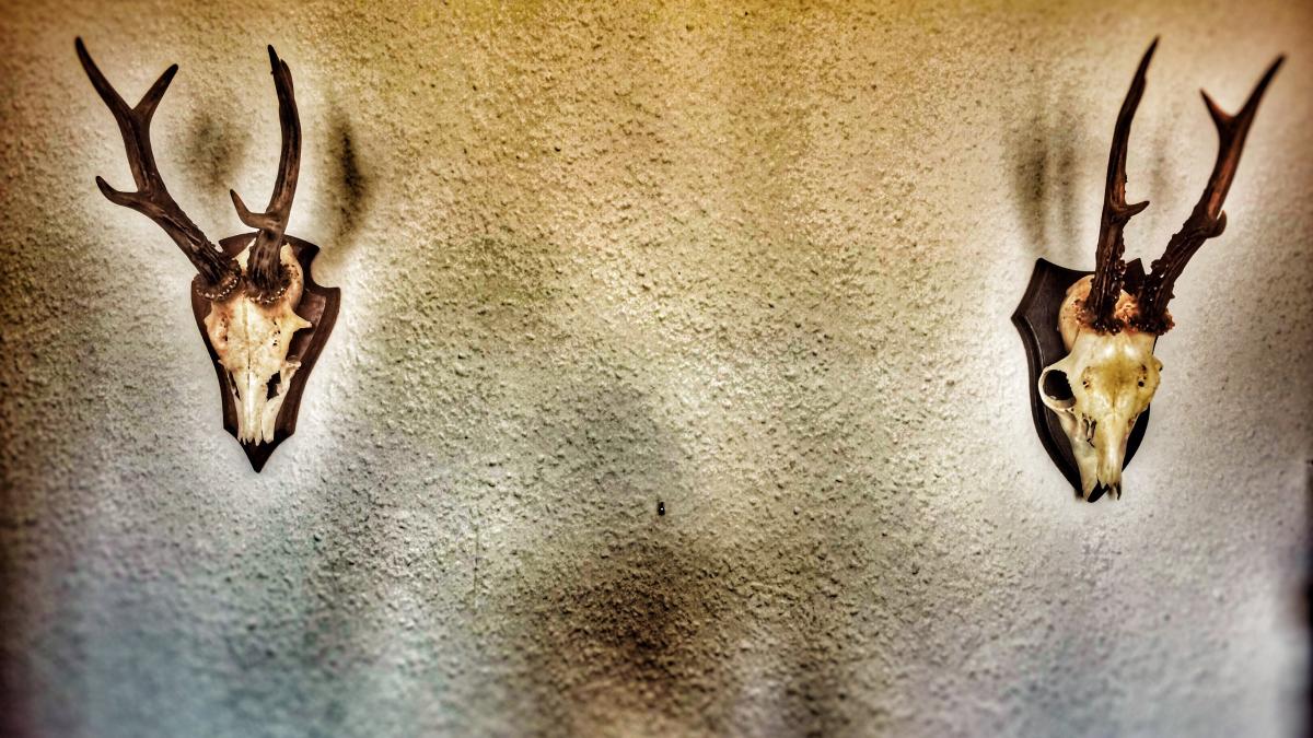 trofeu-vanatoare_78955000