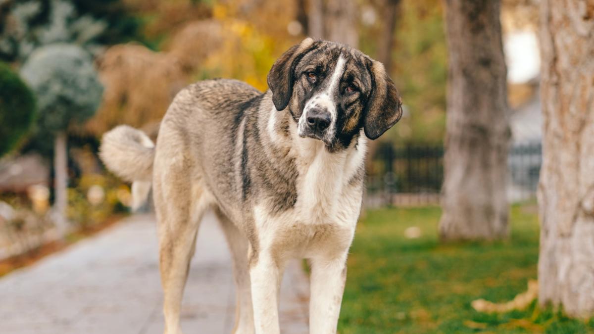 pexels-sadi-goekpinar-19480434_15957700