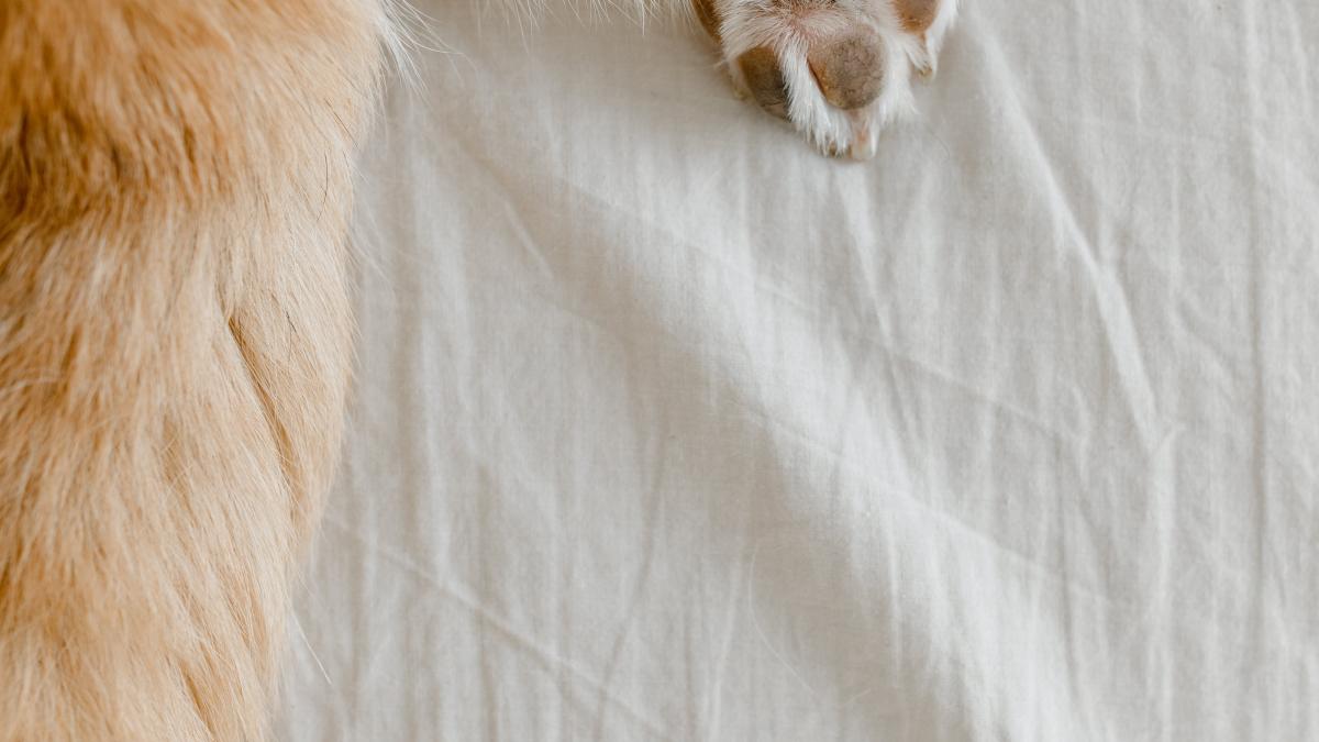 labuta-caine_01360300