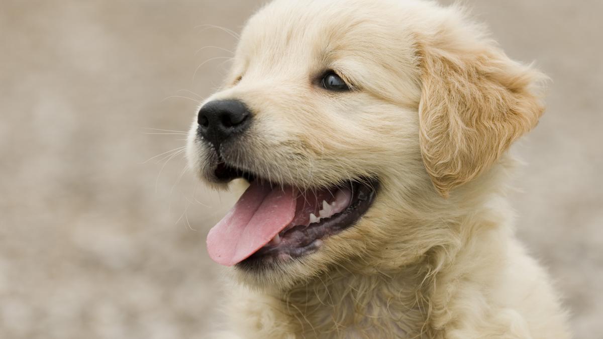 caine-adorable_07446200