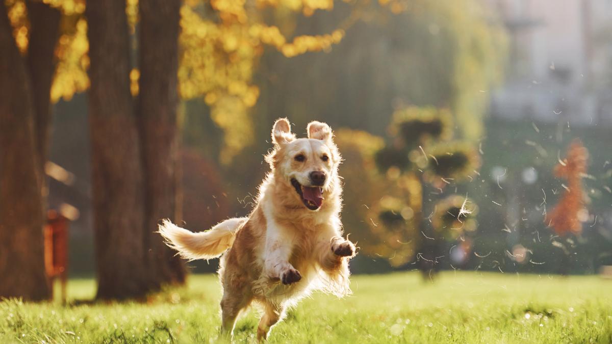 golden-retriever-caine_20357100