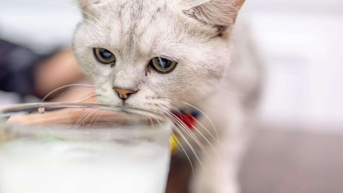 pisica-bea-apa_85352100