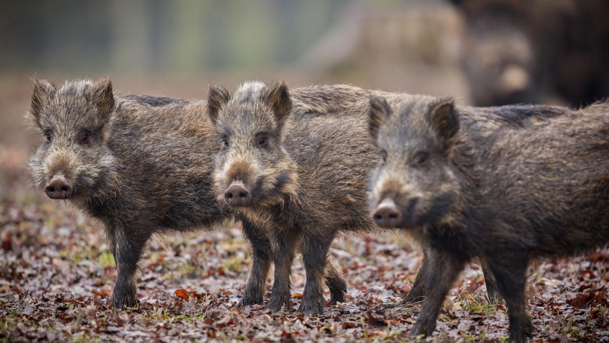 efectivele-de-porci-mistreti--reduse-cu-pana-la-90prc--din-cauza-pestei-porcine-africane_14733600