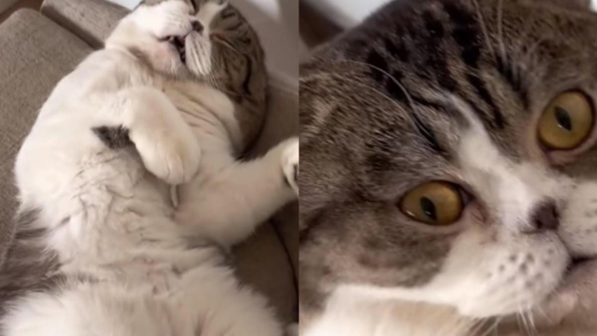 pisica-sforaie_04186800