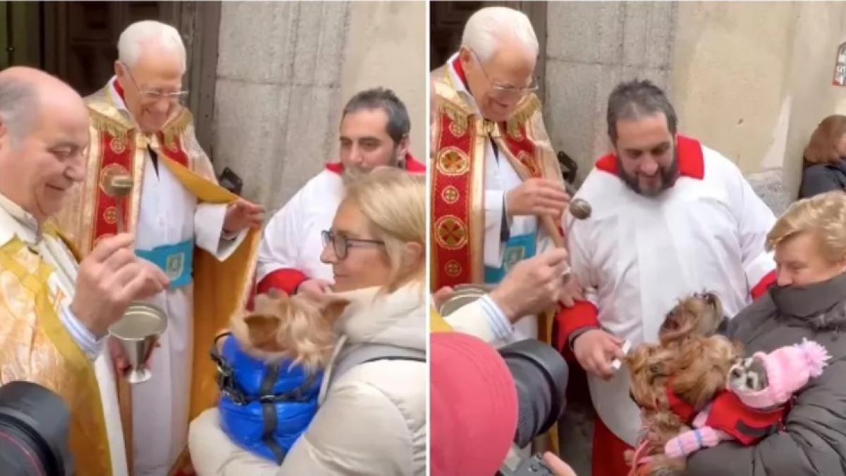 sfintire-caini_22095200