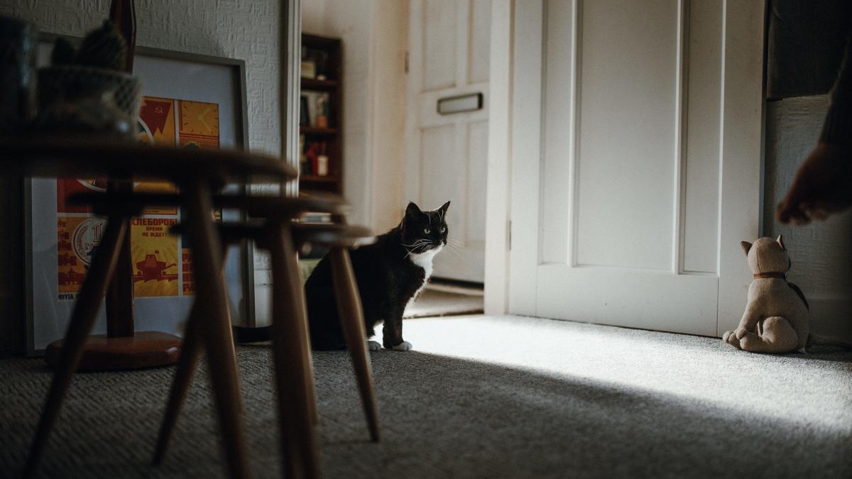 pisica-home-alone_05105900