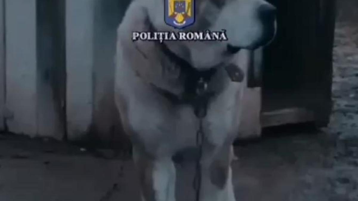 luptecaini1_91484600