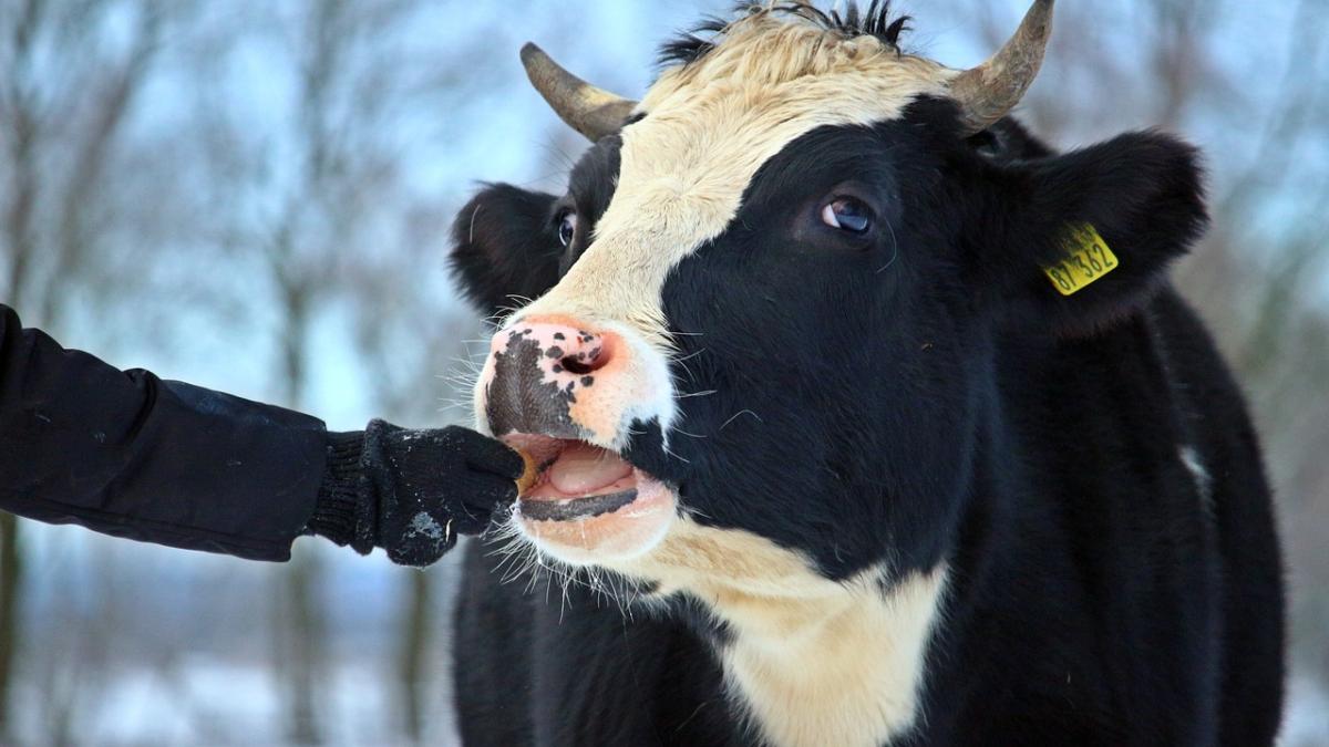 ajutor-de-stat-vaci_29957400