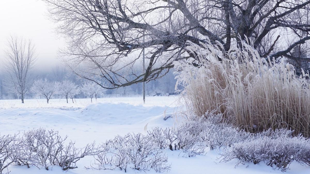 iarna-ger-frig_30245400