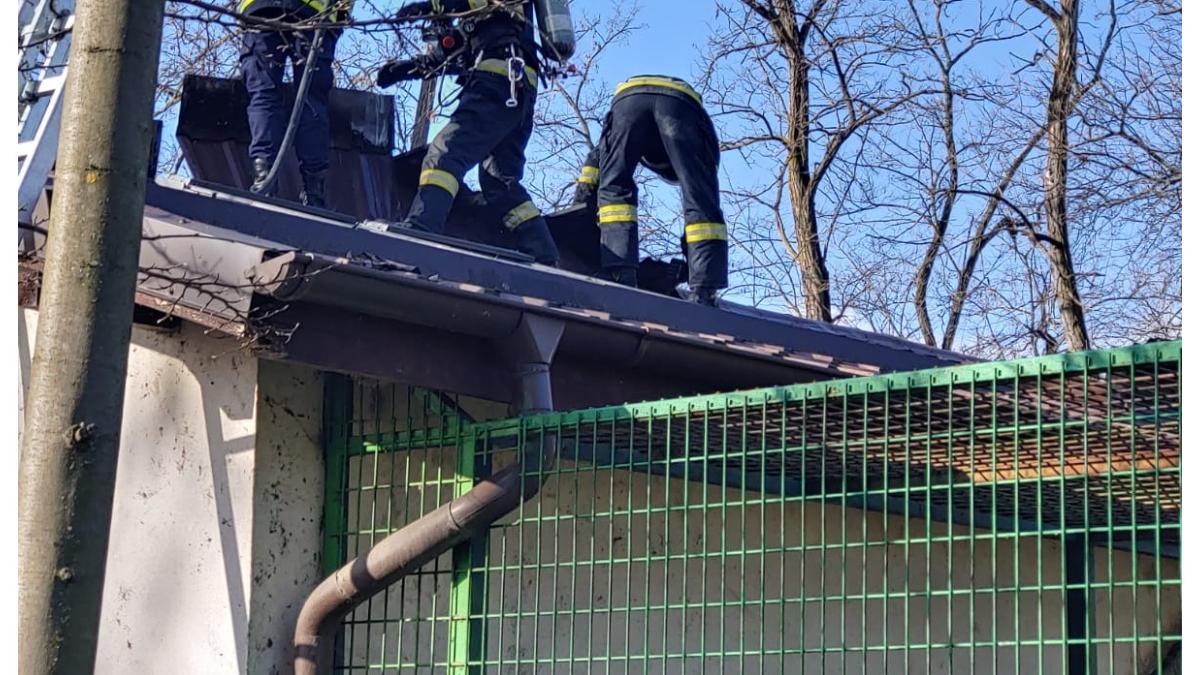 incendiu-la-gradina-zoologica-pompieri_32477800