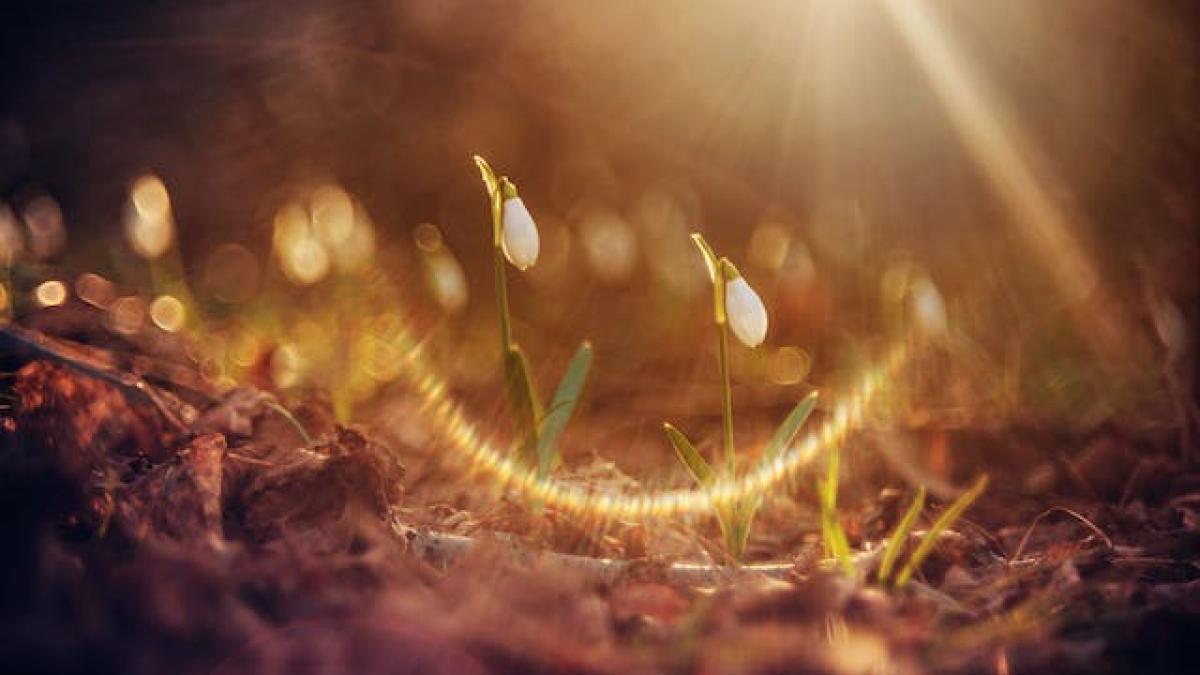 vremea-ghiocel_90687400