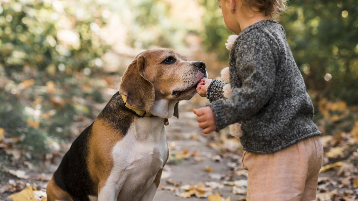 o-fetita-de-doi-ani--ratacita--a-fost-gasita-in-padure-alaturi-de-cainii-familiei_82309000