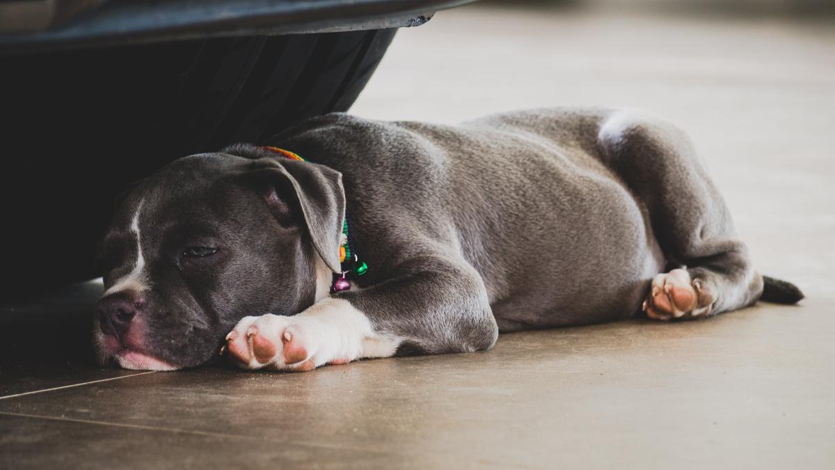 pexels-nattaphat-phau-1631686_89449800