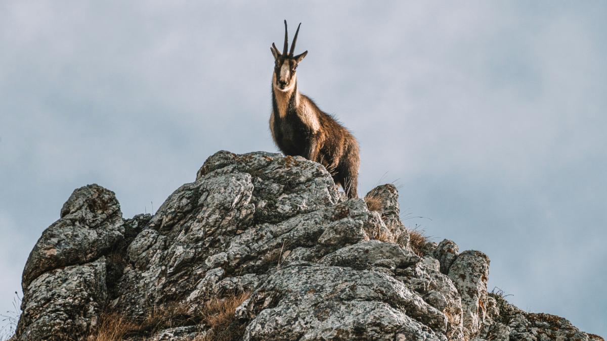 imaginile-iernii-cu-un-cipor-de-capre-negre_76089600