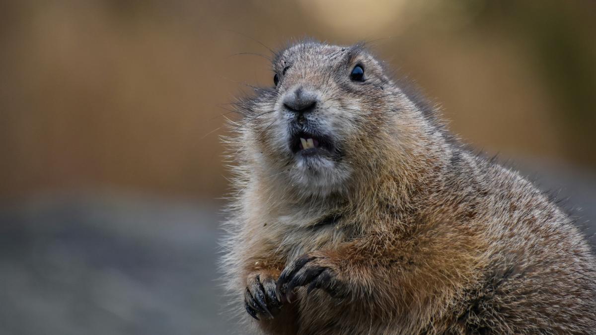 imagini-virale-castori-fagaras_41632000