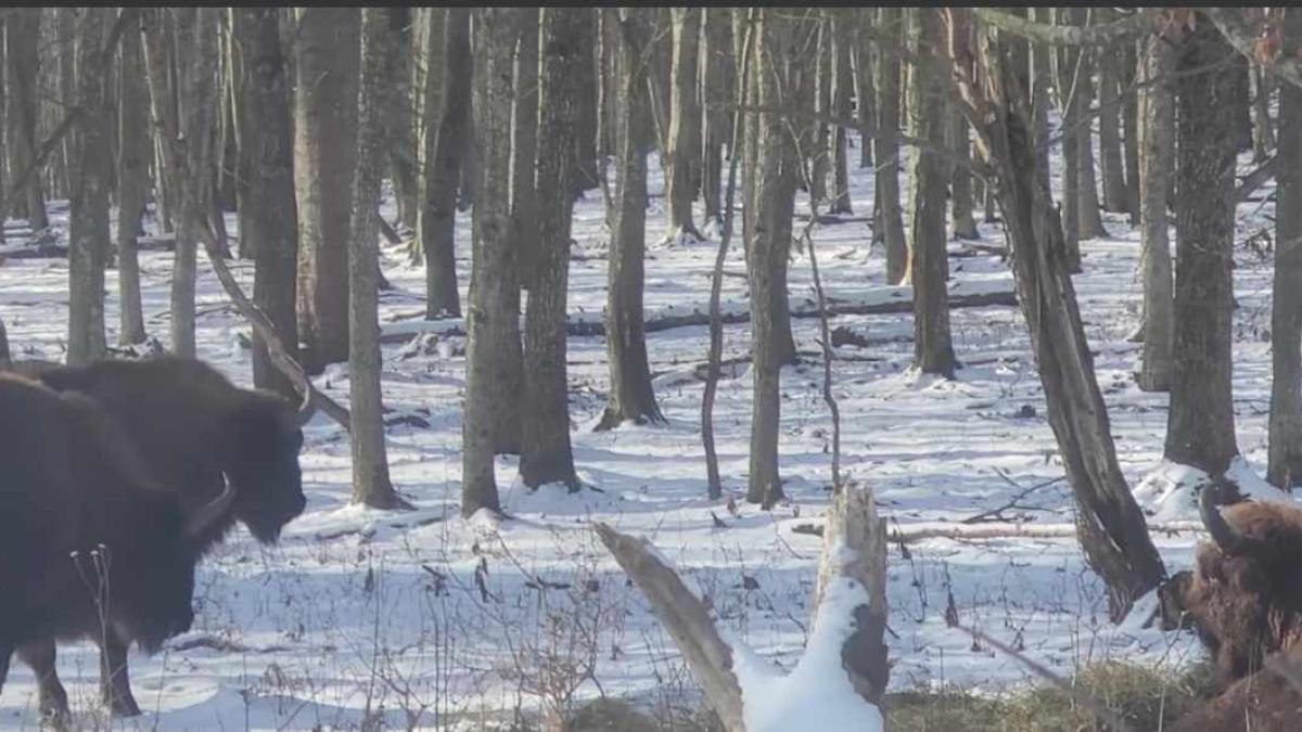 imagini-rare-cu-zimbri-si-caprioare--surprinse-intr-o-padure-a-parcului-natural-vanatori-neamt_08131200