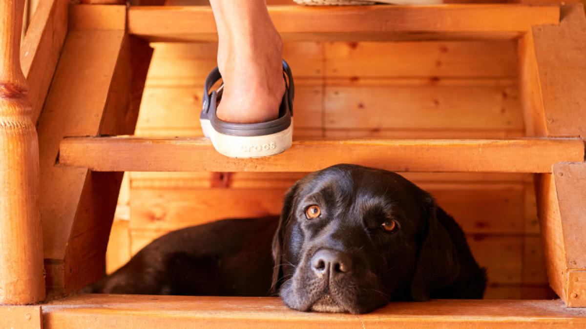 caine-trepte_28974900