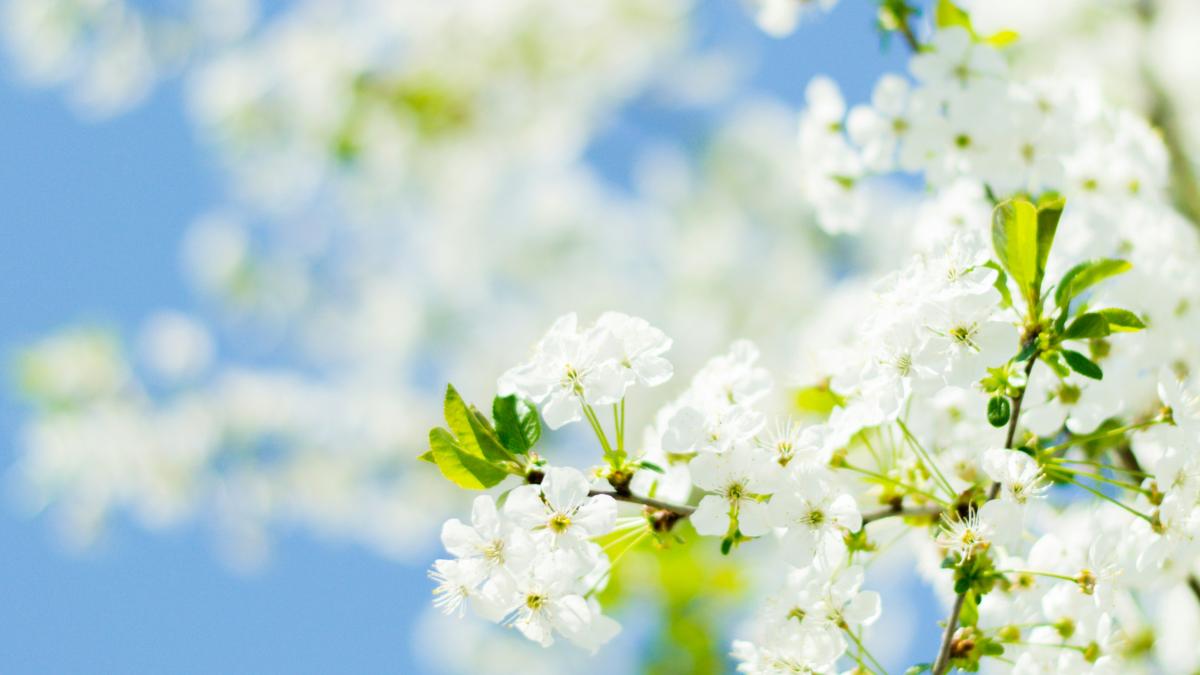 stimari-meteo-pana-in-martie-cum-va-fi-vremea_51277500