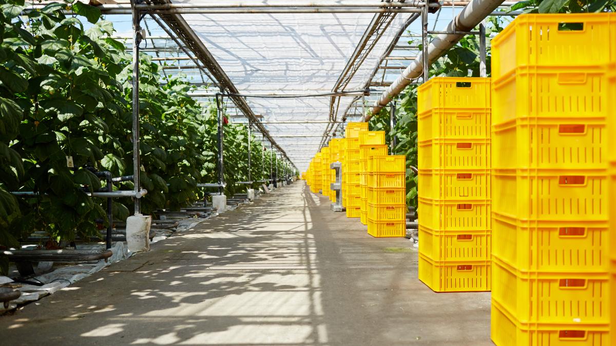 cum-a-ajuns-dorel-visan-sa-si-faca-propria-sera-smart--momentul-decisiv-medicamentul-trebuie-luat-din-aliment_45927900