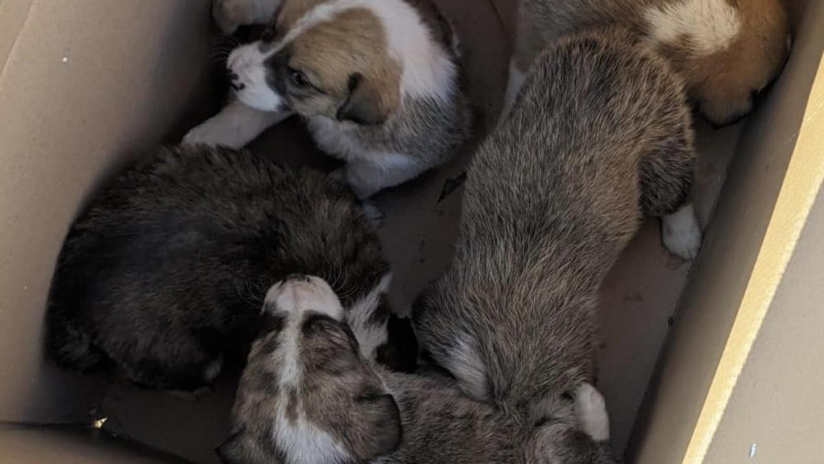 catei-salvati_00470500