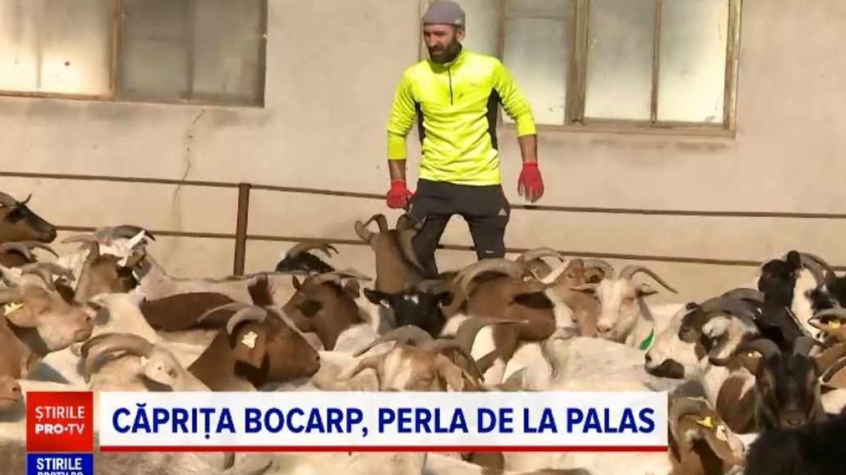 romanii-ar-putea-avea-in-farfurii-un-nou-sortiment-de-carne--capra-cu-gust-de-capra--creata-la-constanta_64710300