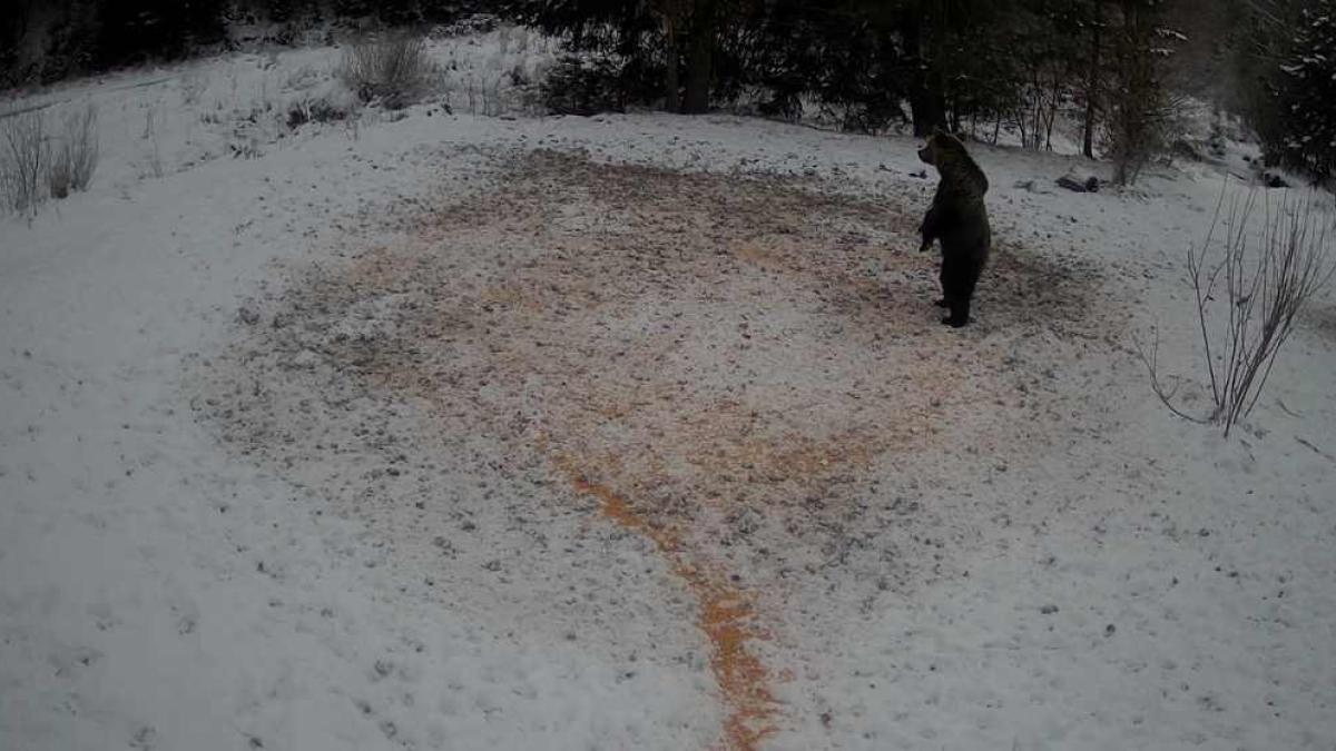 urs-romsilva_55881800