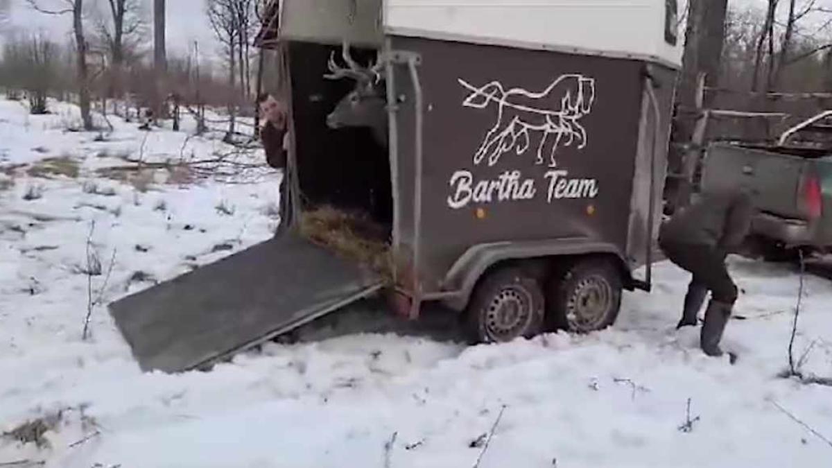 animale-iasi-romsilva_41623500